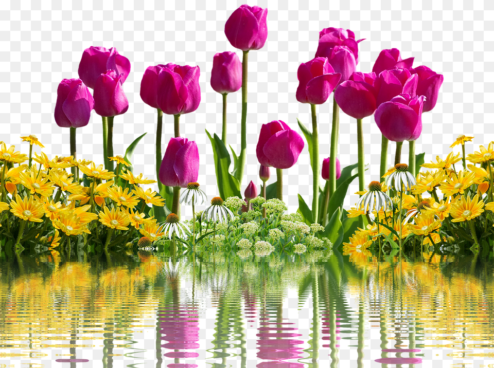 Tulips Flowers Spring Spring Flowers Isolated Cafepress Samsung Galaxy S8 Plus Case, Flower, Plant, Petal, Outdoors Free Png
