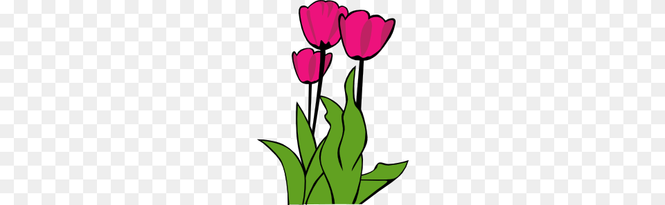 Tulips In Bloom Clip Art Vector, Flower, Plant, Tulip, Dynamite Free Png