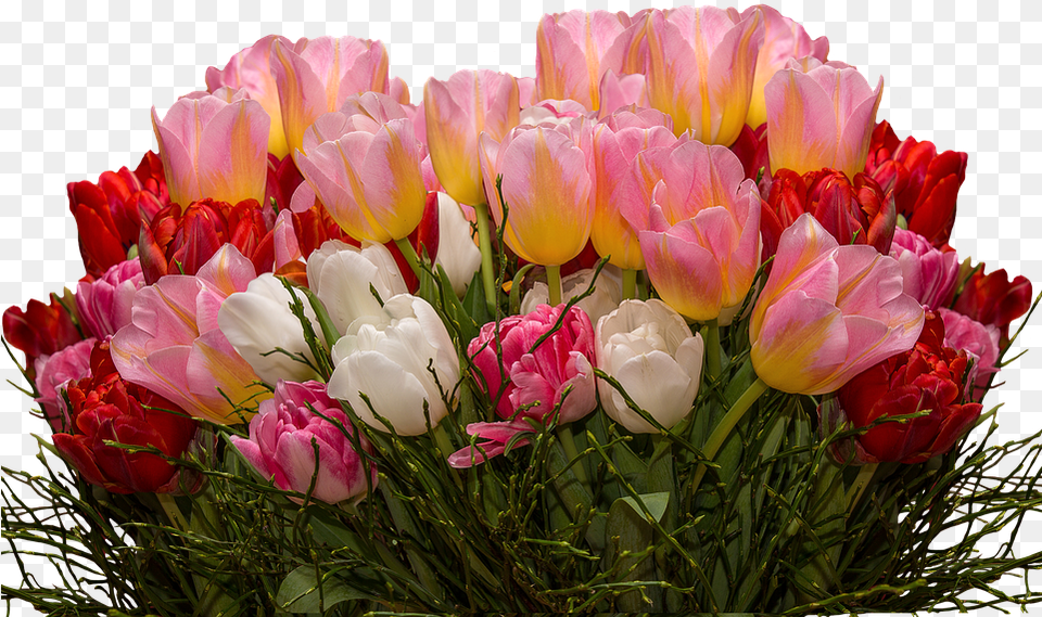 Tulips Nature Flowers Tulpenzwiebel Spring Tulips Flowers, Flower, Flower Arrangement, Flower Bouquet, Plant Free Png Download