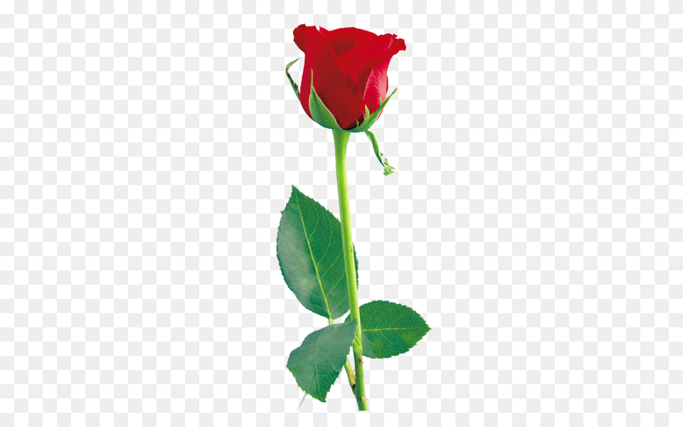 Tulips Red Roses Red Rose Rose, Flower, Plant Png Image