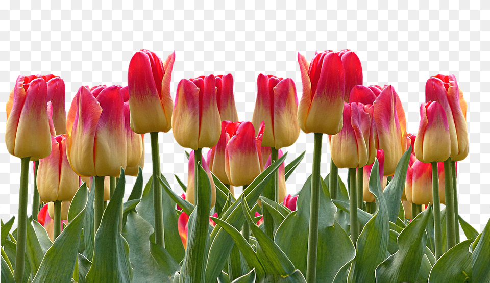 Tulips Spring Easter Nature Flowers Blossom Bloom, Flower, Plant, Tulip Free Transparent Png