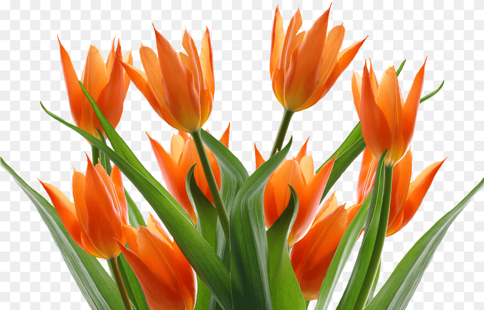 Tulips Spring Flower Picture Transparent Background Orange Flowers, Plant, Petal, Tulip Free Png Download