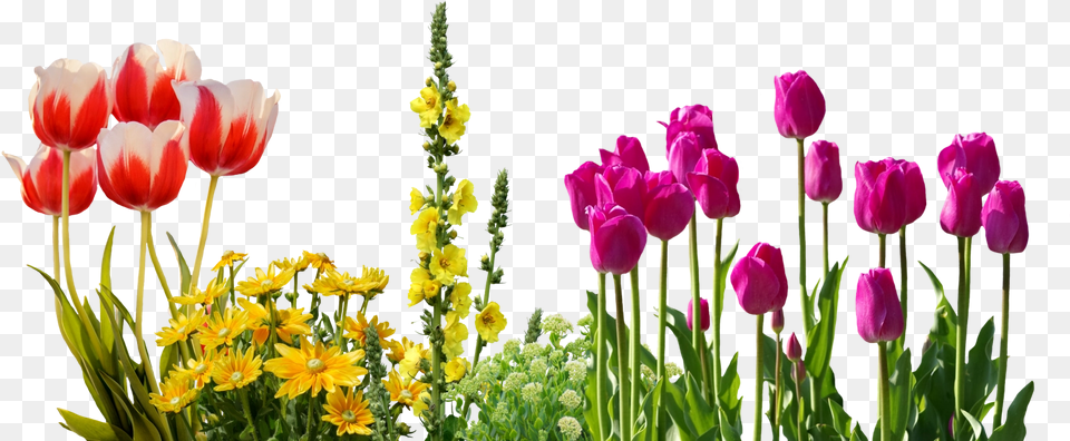 Tulips Spring Flowers Flower Bed Real Spring Flowers, Petal, Plant, Flower Arrangement, Tulip Free Png Download