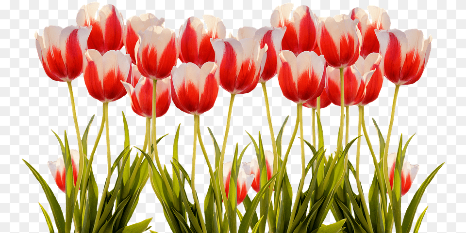Tulips Spring Nature Flower Flowers Red Colorful Colorful Spring Flowers, Plant, Tulip Free Transparent Png