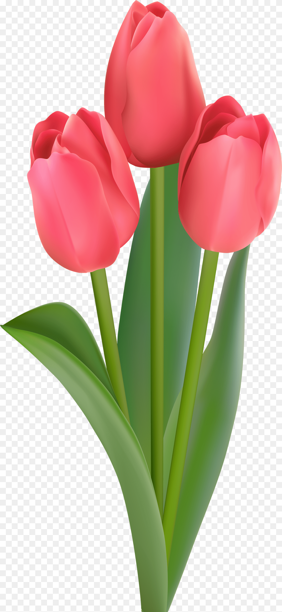 Tulips Transparent Clipart, Clothing, Costume, Person, Adult Png