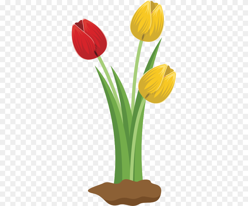 Tulips Tulip Flower Clipart, Plant Png