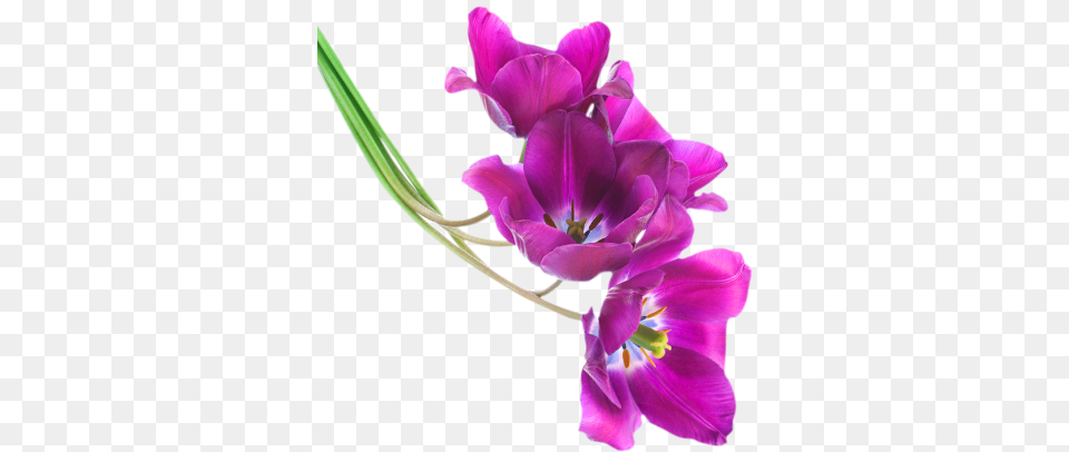Tulips Tulip Flower Purple, Geranium, Plant, Anther, Petal Png Image