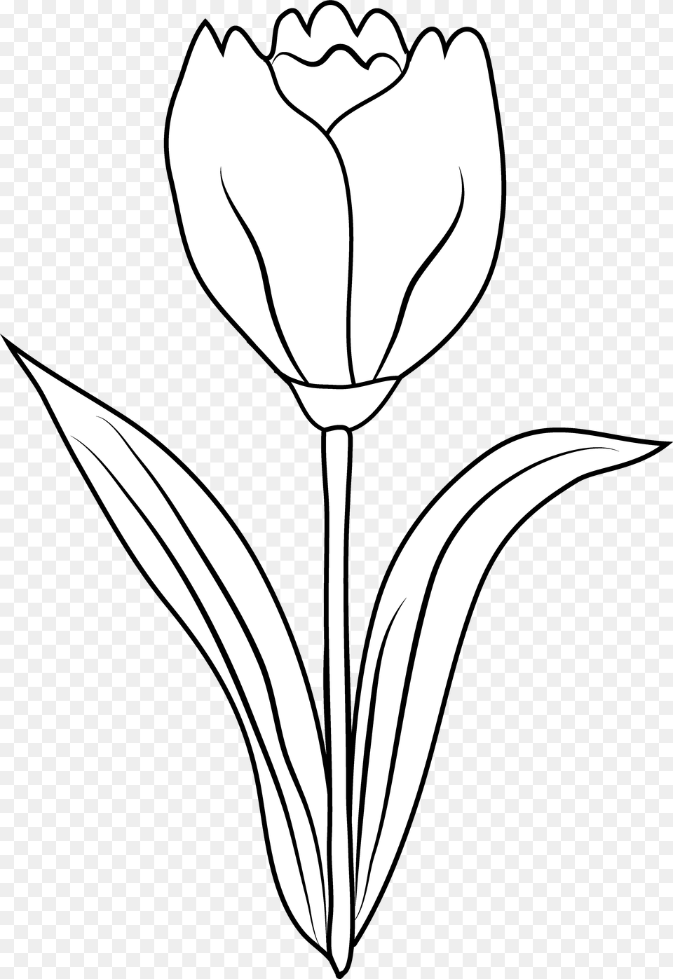 Tulips Vector Library Tulip Clip Art Panda Clipart Tulip Flower Outline, Plant, Petal, Blade, Dagger Free Transparent Png