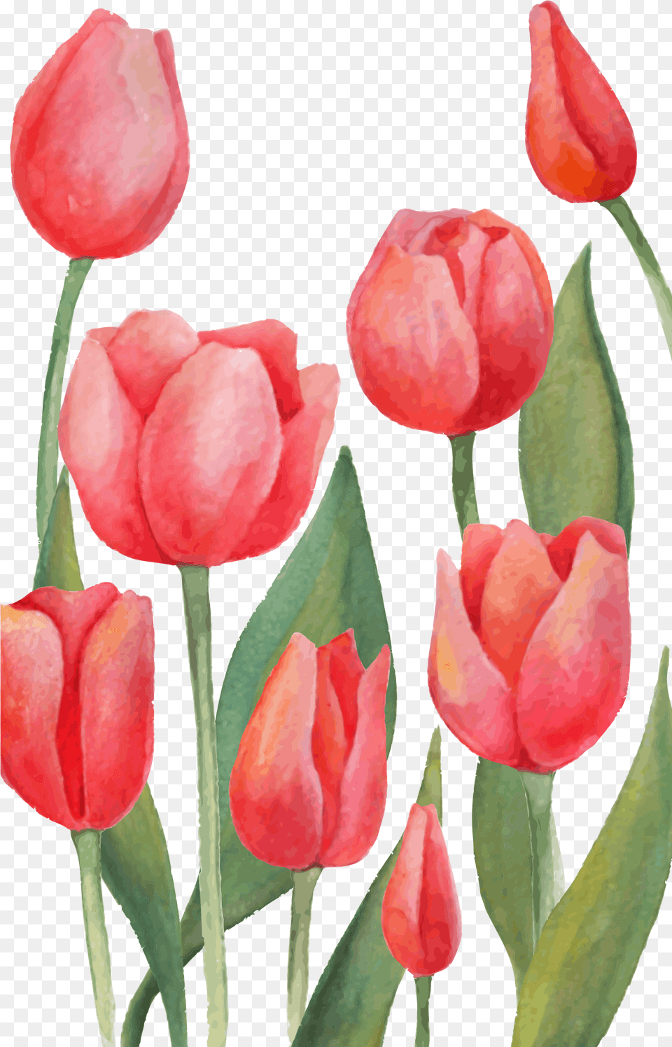 Tulips Watercolor, Flower, Plant, Tulip, Petal Png Image