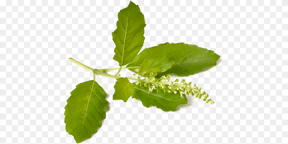 Tulsi Holy Basil, Herbal, Herbs, Leaf, Plant Free Transparent Png