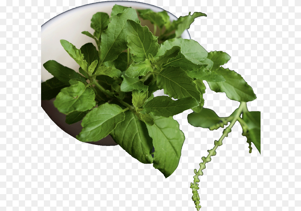 Tulsi Plant Growth Stages, Herbal, Herbs, Leaf, Mint Png Image