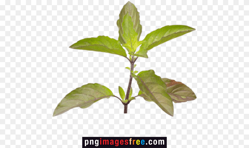 Tulsi Plant Transparent Free Download Tulsi Tree, Herbs, Leaf, Mint, Grass Png