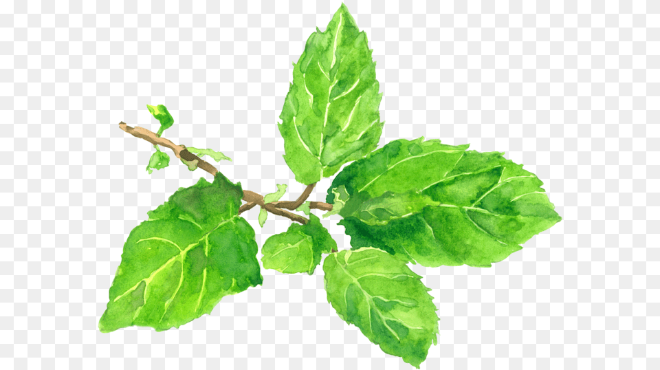 Tulsi The Sacred Plant Symbol Of Purity For Purified Bay Laurel, Herbal, Herbs, Leaf, Mint Free Png Download