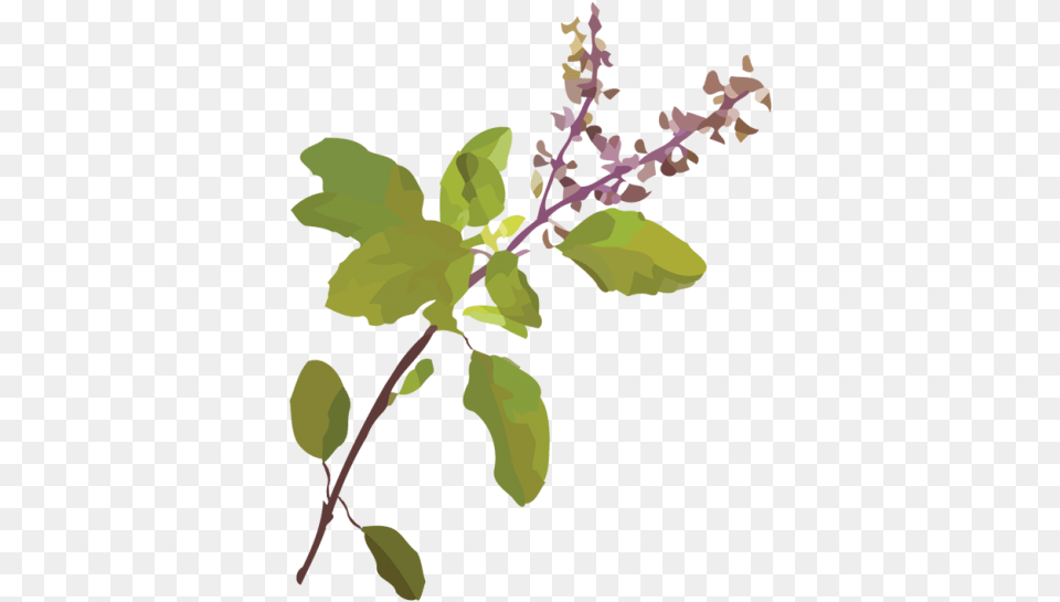 Tulsi Tree, Flower, Leaf, Plant, Herbal Png