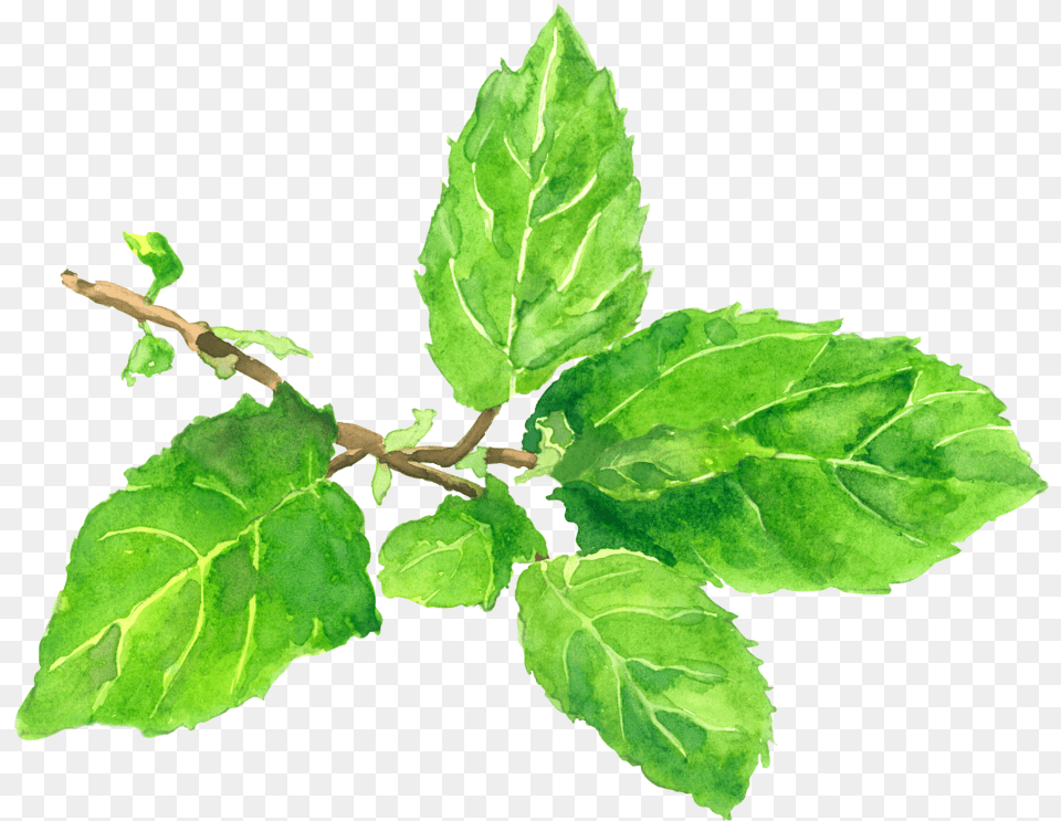 Tulsi Tree, Herbal, Herbs, Leaf, Plant Png