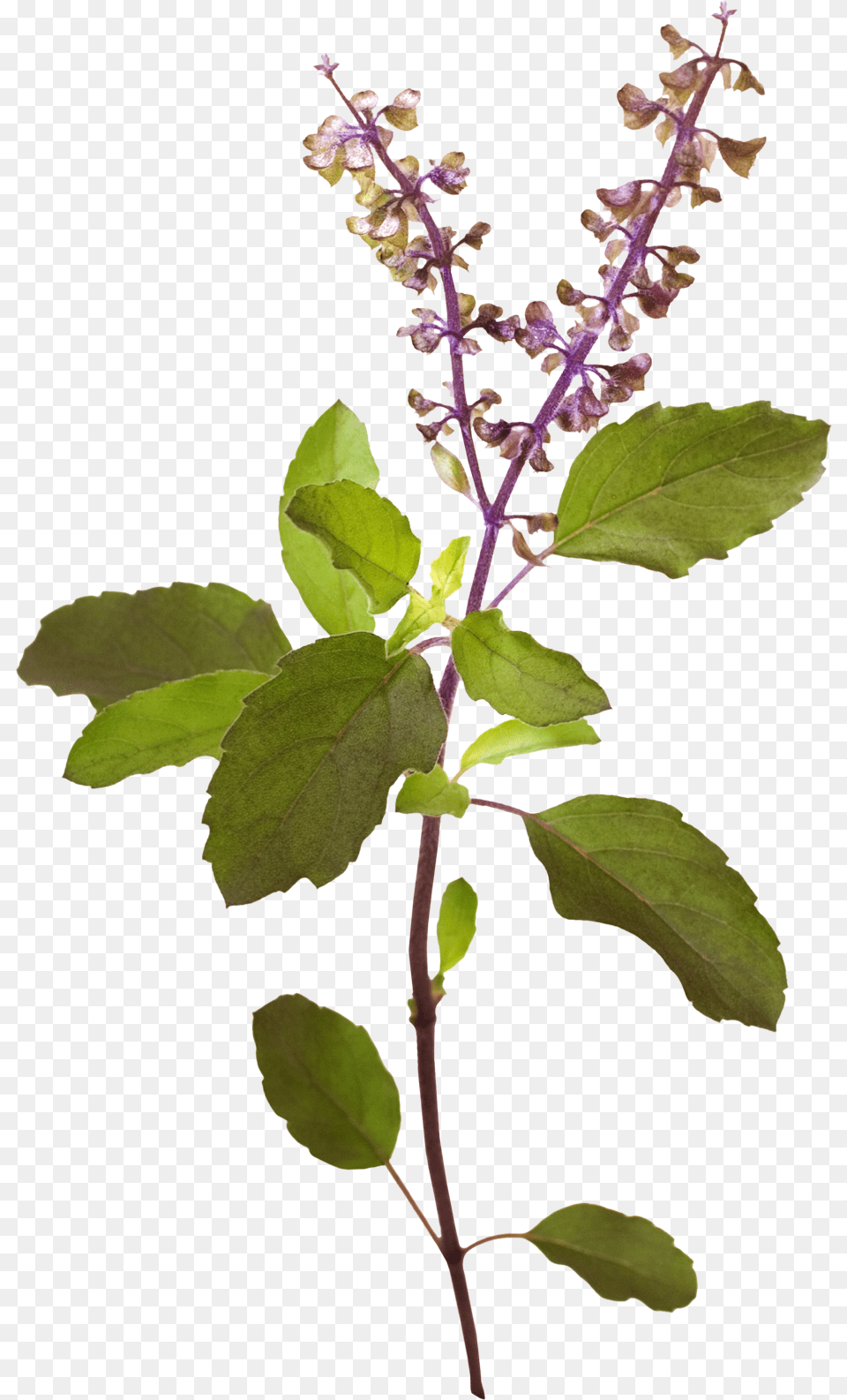 Tulsi Tree Tulsi Plant Transparent, Grass, Herbal, Herbs, Leaf Free Png Download