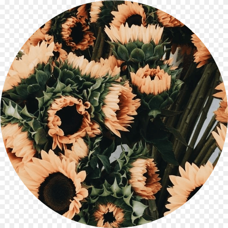 Tumblr Aesthetic Flowers Flower Rose Aesthetic Flowers, Sunflower, Plant, Photography, Daisy Free Png