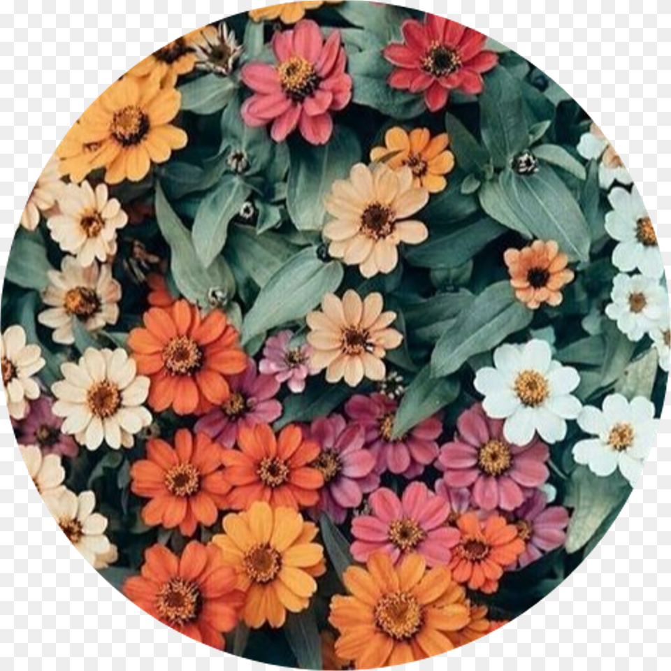 Tumblr Aesthetic Flowers Flower Rose Roses Flower Aesthetic We Heart, Dahlia, Daisy, Plant, Photography Free Transparent Png