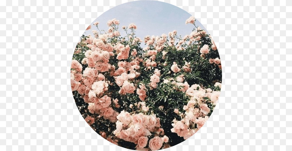 Tumblr Aesthetic Flowers Flower Rose Roses Pink Flower Aesthetic, Petal, Photography, Plant, Dahlia Png Image