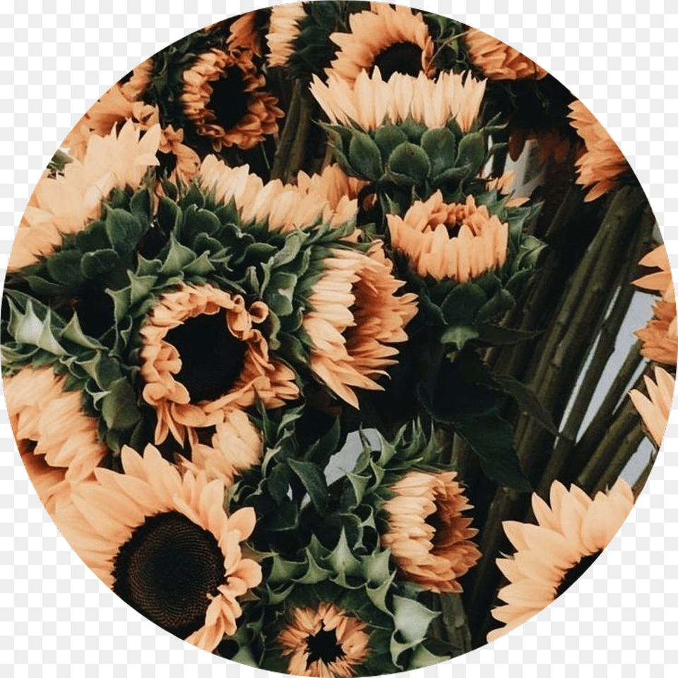 Tumblr Aesthetic Flowers Flower Rose Roses Tumblr Aesthetic Tumblr Aesthetic Flowers, Sunflower, Plant, Photography, Daisy Free Transparent Png
