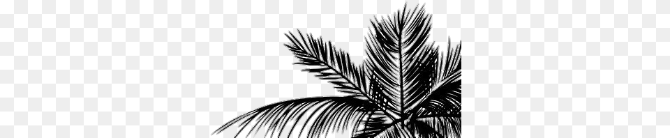 Tumblr Aesthetic Palmera Hojas Planta White Background Iphone, Weather, Tree, Plant, Outdoors Free Transparent Png