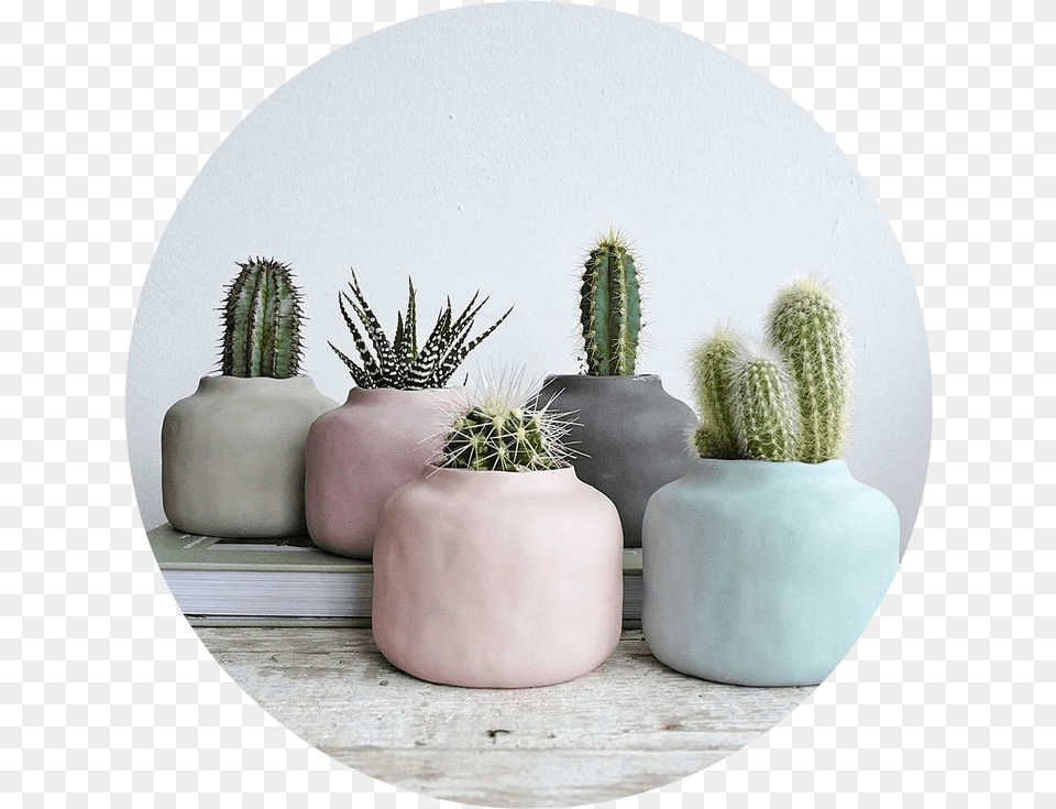 Tumblr Aesthetic Pastel Kaktus Cactus Aesthetic Scandinavian Plants Pots, Plant, Potted Plant Free Png Download
