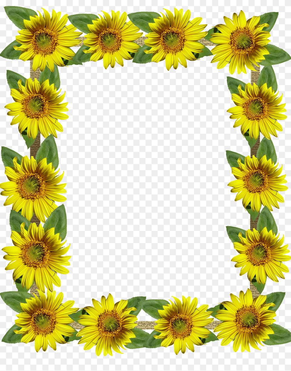 Tumblr Aesthetic Polaroid Frame Frames Sunflowers Sunfl Sunflower, Flower, Plant Free Png