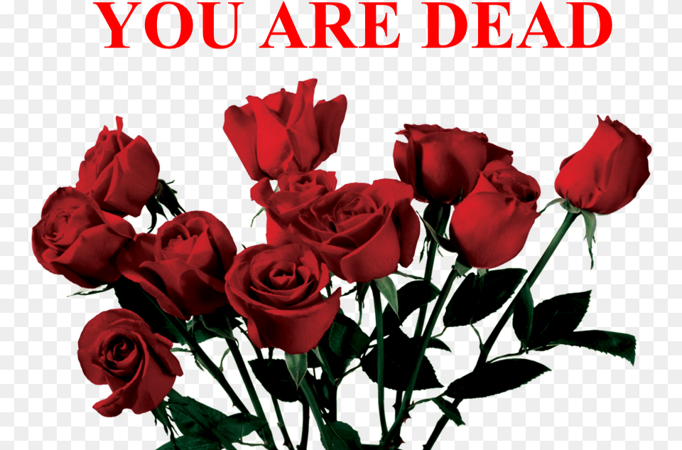 Tumblr Aesthetic Roses Red Dead Sad Freetoedit Aesthetic Rose, Flower, Plant Free Transparent Png
