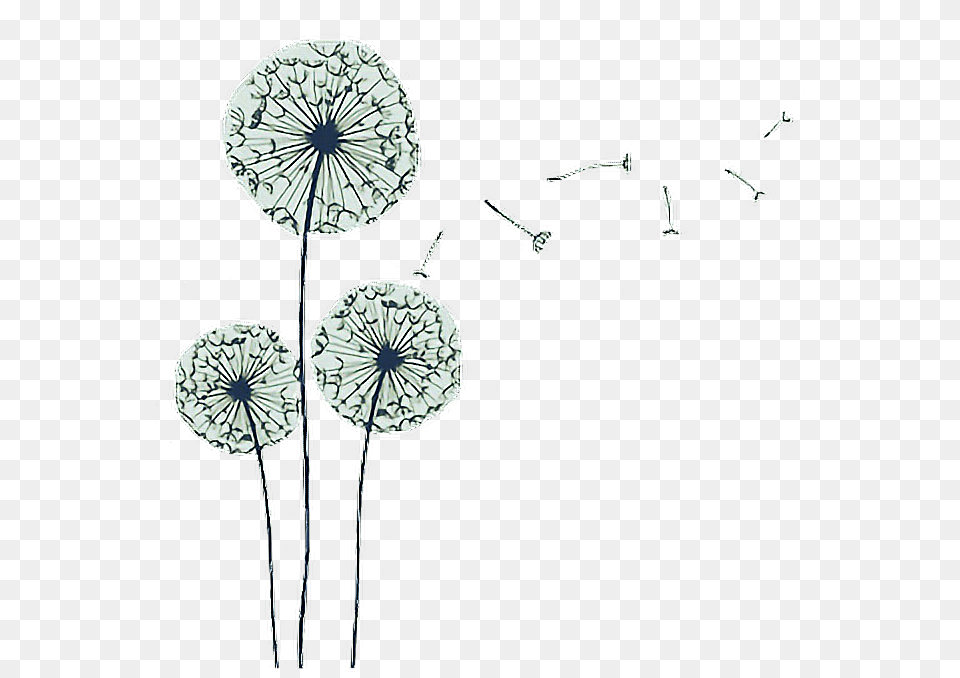 Tumblr Aesthetic Tumblraesthetic Aesthetictumblr Dandelion, Flower, Plant, Art Free Transparent Png