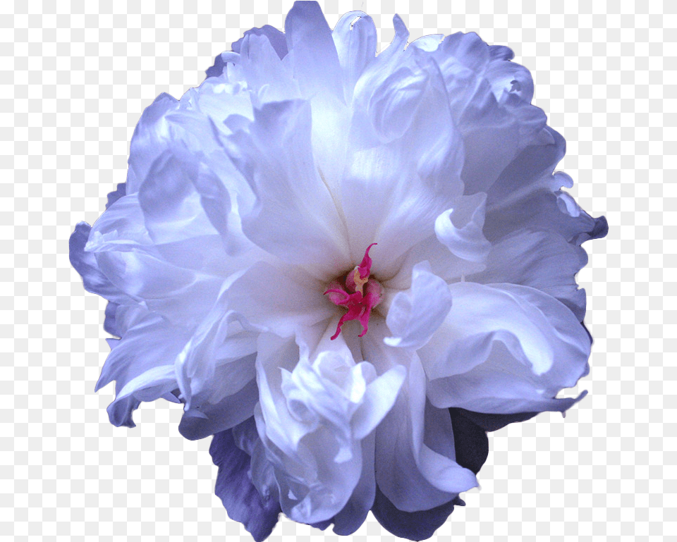 Tumblr Blue Flower Drawing Transparent, Plant, Dahlia, Geranium, Rose Free Png Download