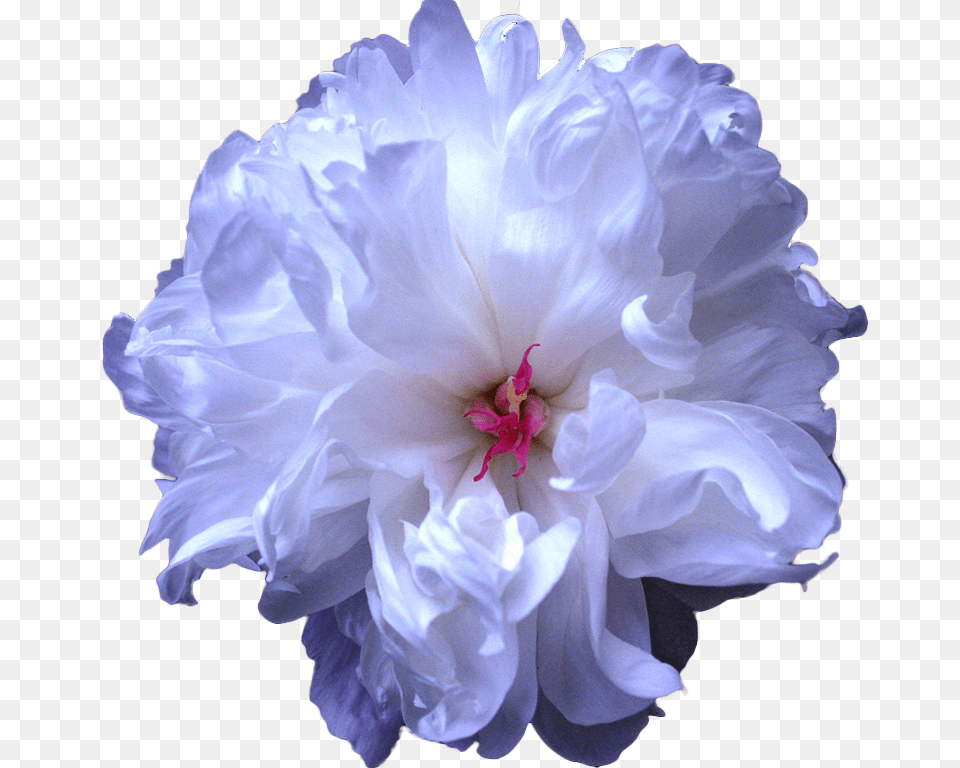 Tumblr Blue Flower Drawing Transparent Blue Peony Blue Flowers Transparent Background, Geranium, Plant, Dahlia, Rose Png