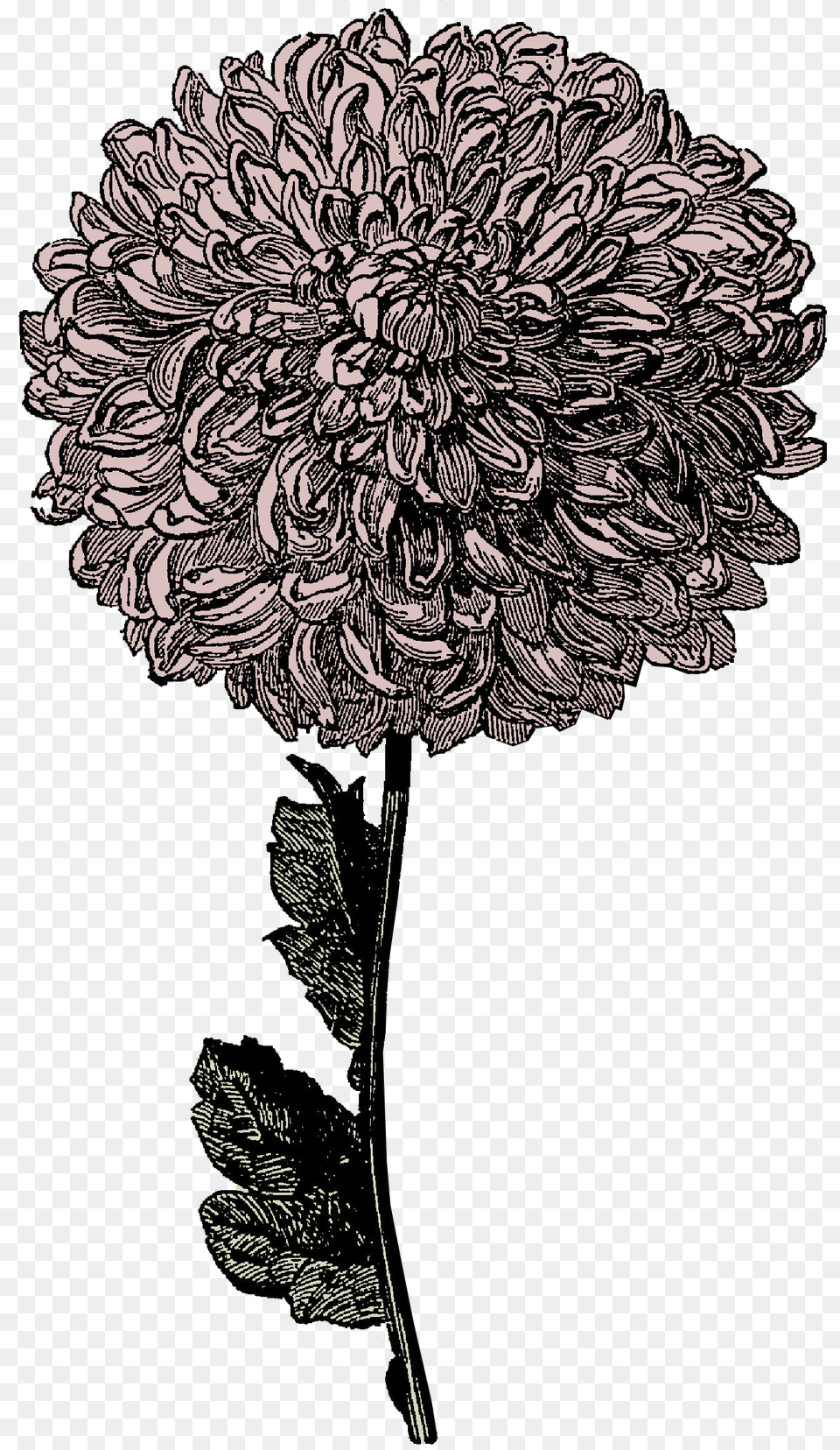 Tumblr Cliparts, Dahlia, Flower, Plant, Art Png Image