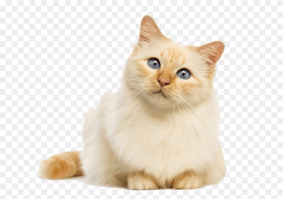Tumblr Cute Cat No Background, Animal, Mammal, Pet, Angora Free Png