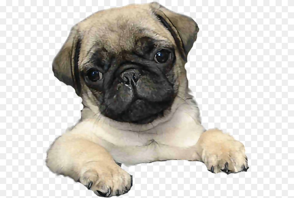 Tumblr Dog Mops, Animal, Canine, Mammal, Pet Png