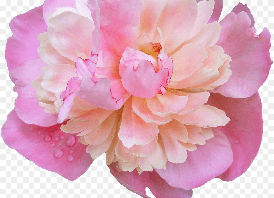 Tumblr Flower Crown Gallery Wallpaper Hd Peony Transparent Background, Dahlia, Plant, Rose, Petal Png Image