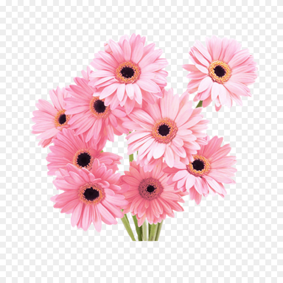 Tumblr Flower Pink Daisy Bouquet, Plant, Petal, Flower Arrangement, Flower Bouquet Free Transparent Png