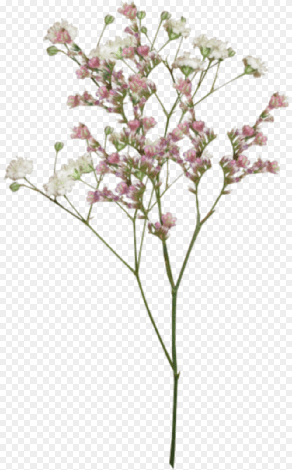 Tumblr Flowers Background Posted By Ryan Sellers Transparent Dried Flower, Apiaceae, Plant, Flower Arrangement Free Png