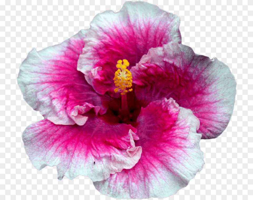 Tumblr Flowers Image With Portable Network Graphics, Flower, Plant, Hibiscus, Petal Free Transparent Png