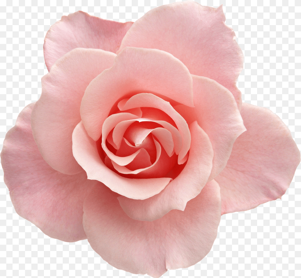 Tumblr Flowers Rose Flowers With No Background, Flower, Petal, Plant Png Image