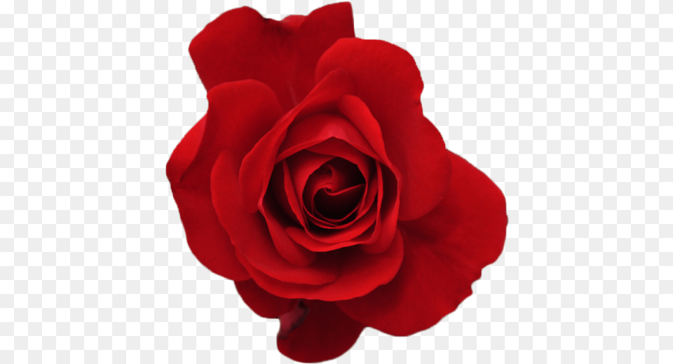 Tumblr Ml1mrur3xm1rm6jd7o1 500 Red Rose, Flower, Plant, Petal Free Transparent Png