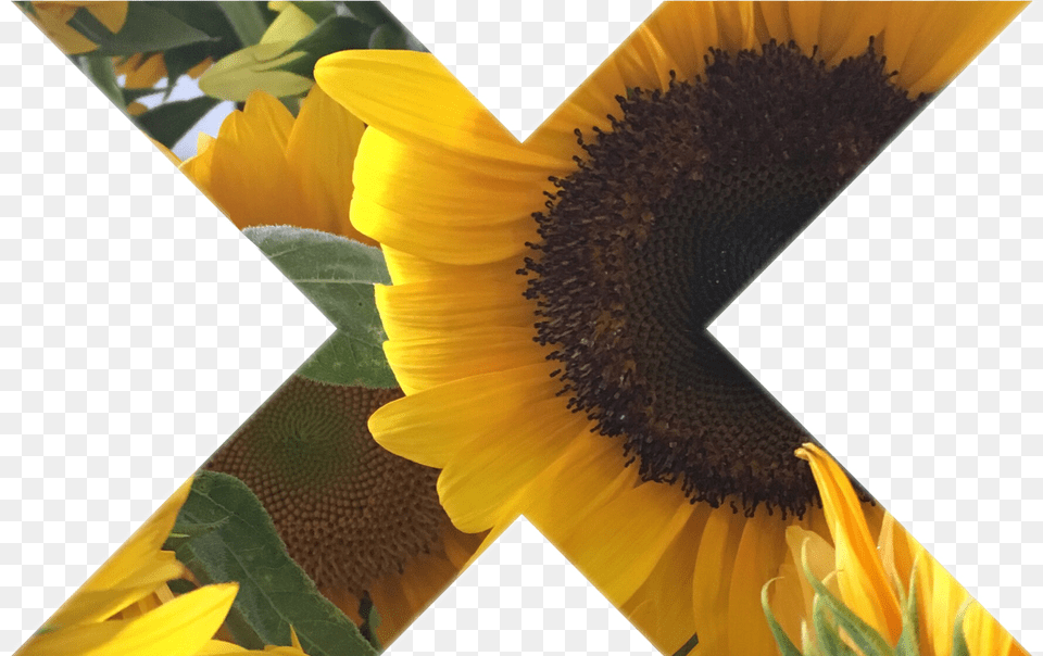 Tumblr Myphoto Sunflower Sticker Gallery Art Interestin Sunflower, Collage, Flower, Plant Free Png