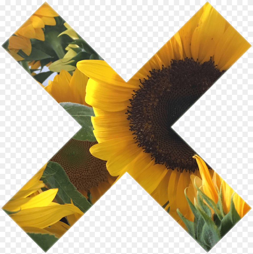 Tumblr Myphoto Sunflower Sticker Gallery Art Interestin Tumblr Sunflower Transparent, Flower, Plant, Collage Free Png Download