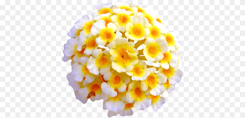 Tumblr Nnipvftdco1rm6jd7o1 Flower Tumblr Yellow, Petal, Plant, Flower Arrangement, Flower Bouquet Free Transparent Png