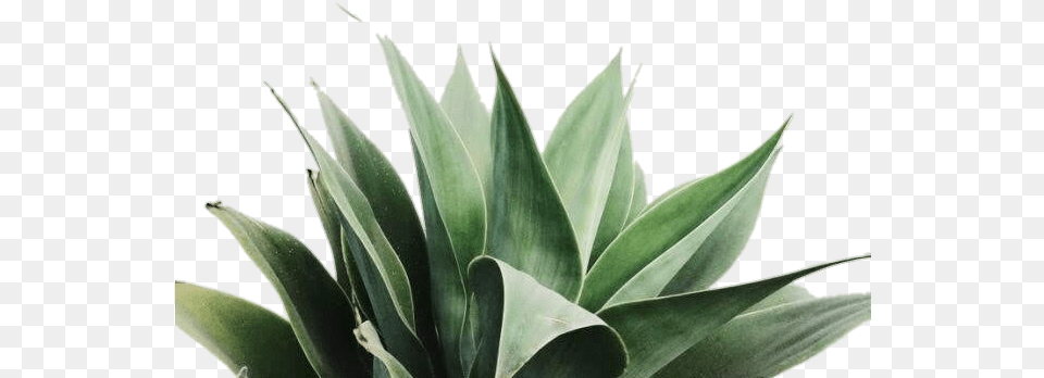 Tumblr Picsart Plants Planta Leaf Plant Photography, Agavaceae Png Image