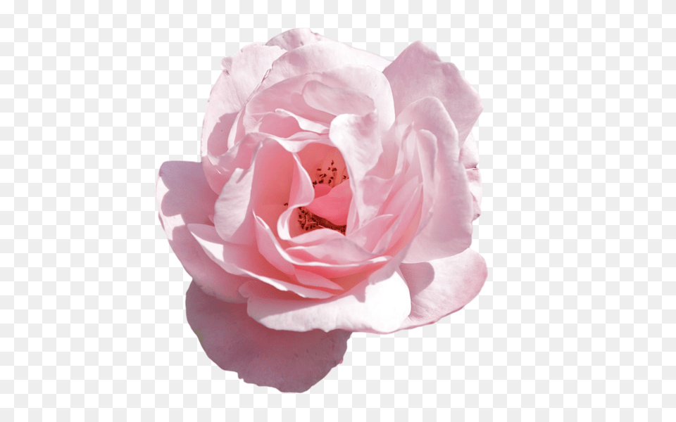 Tumblr Pink Transparent Aesthetic Flower, Petal, Plant, Rose, Geranium Png Image