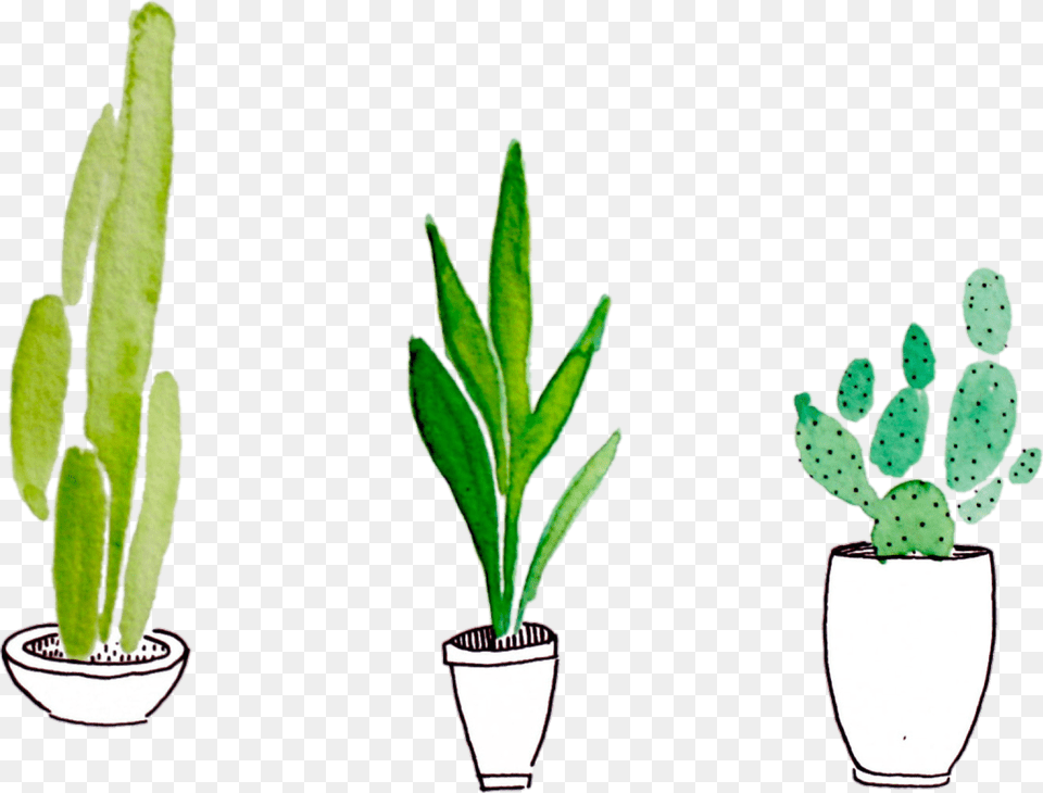 Tumblr Plants Transparent Plants, Plant, Potted Plant, Leaf, Cactus Png Image