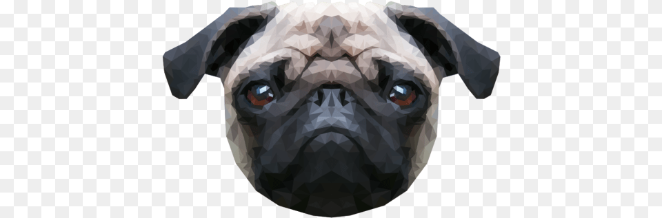 Tumblr Pug 5 Image Pug Dog Head, Animal, Canine, Mammal, Adult Free Transparent Png
