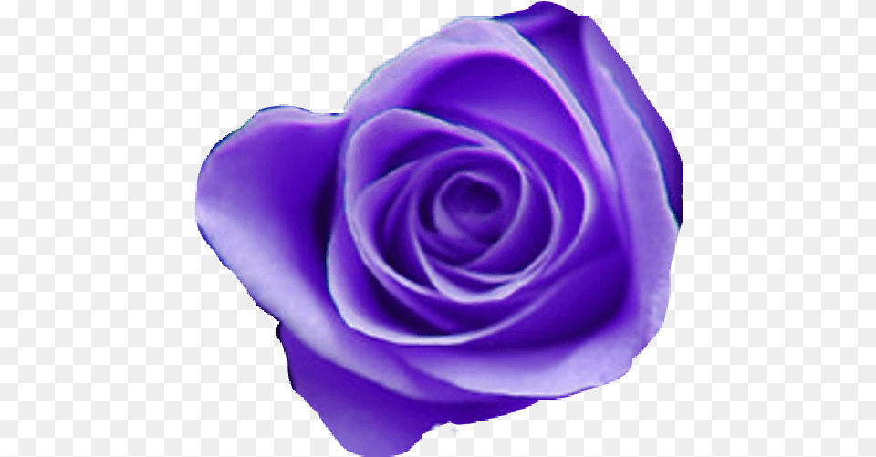 Tumblr Purple Aesthetic Purpleaesthetic Purple Flower Tumblr, Plant, Rose Png Image