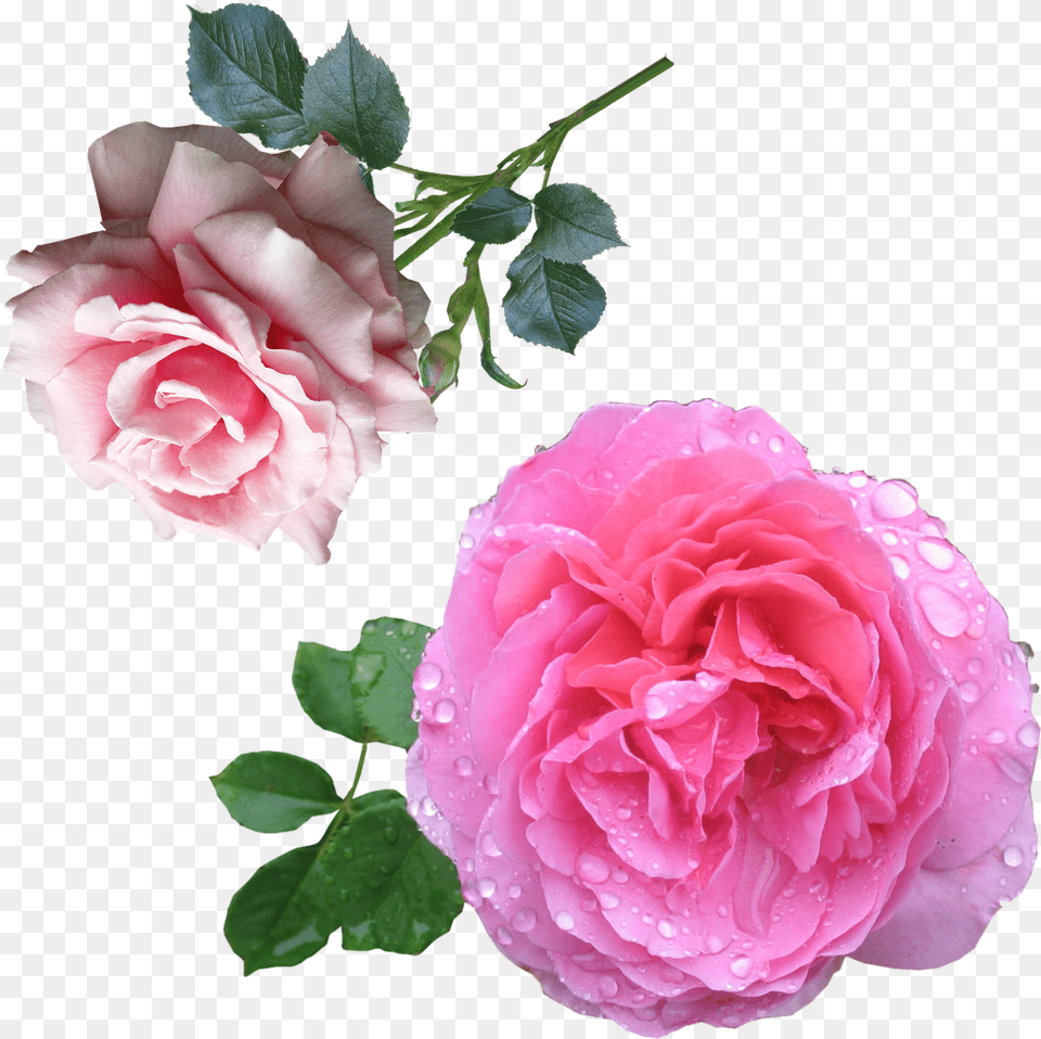 Tumblr Rose Diy Perfume Rose Essential Oil Recipe, Flower, Plant, Petal, Geranium Free Png
