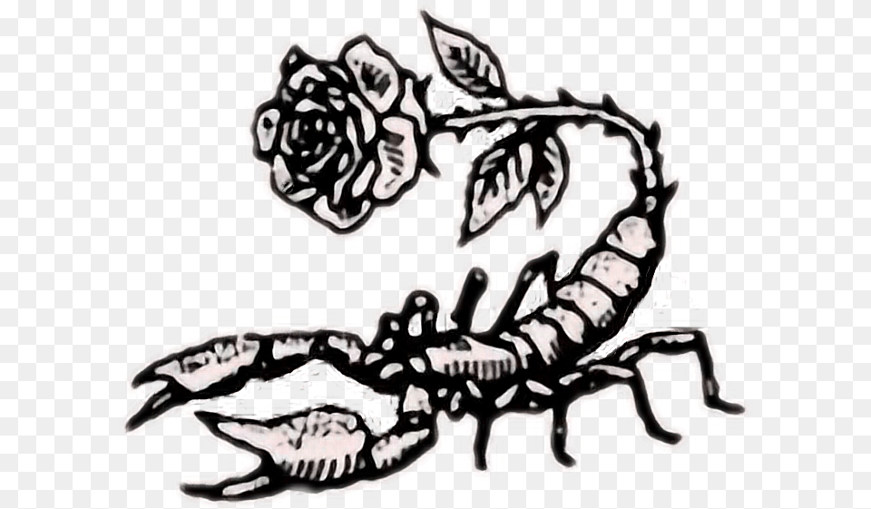Tumblr Rose Rock Scorpion Scorpio Wallpaper For Iphone Scorpion Drawing, Animal, Dinosaur, Reptile Free Png Download